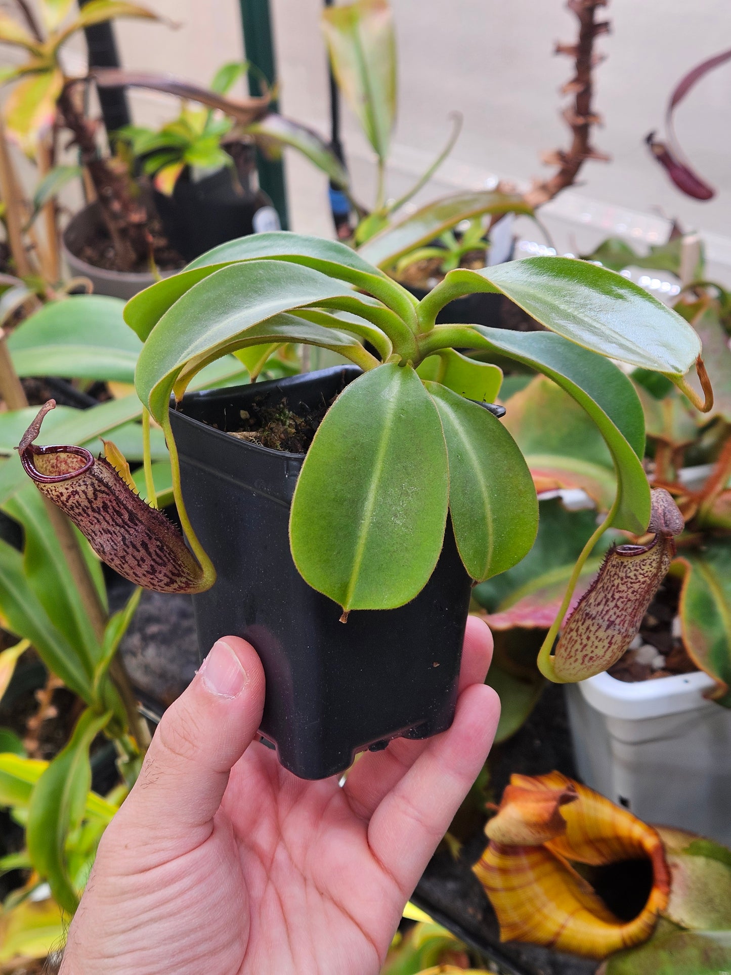 N. vogelii x (lowii x campanulata)