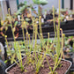D. filiformis 'Red'