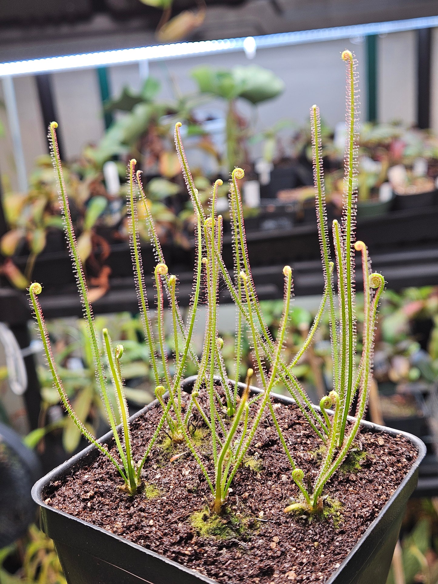 D. filiformis 'Red'