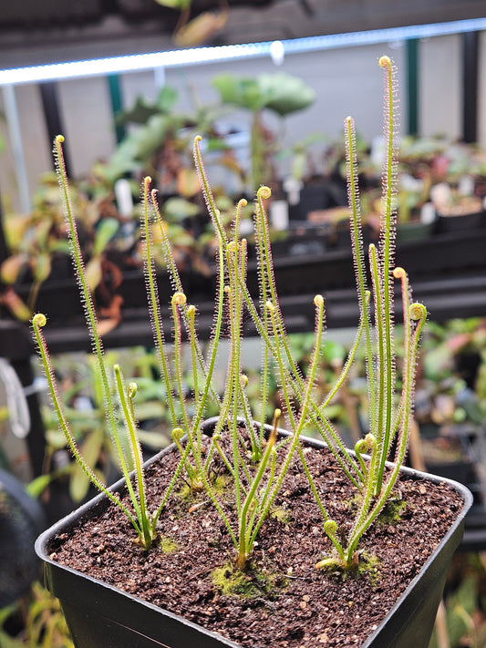 D. filiformis 'Red'