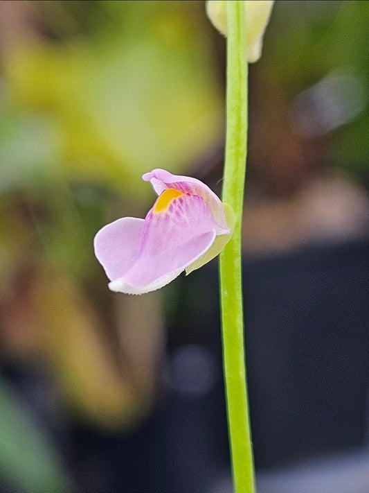 U. calycifida
