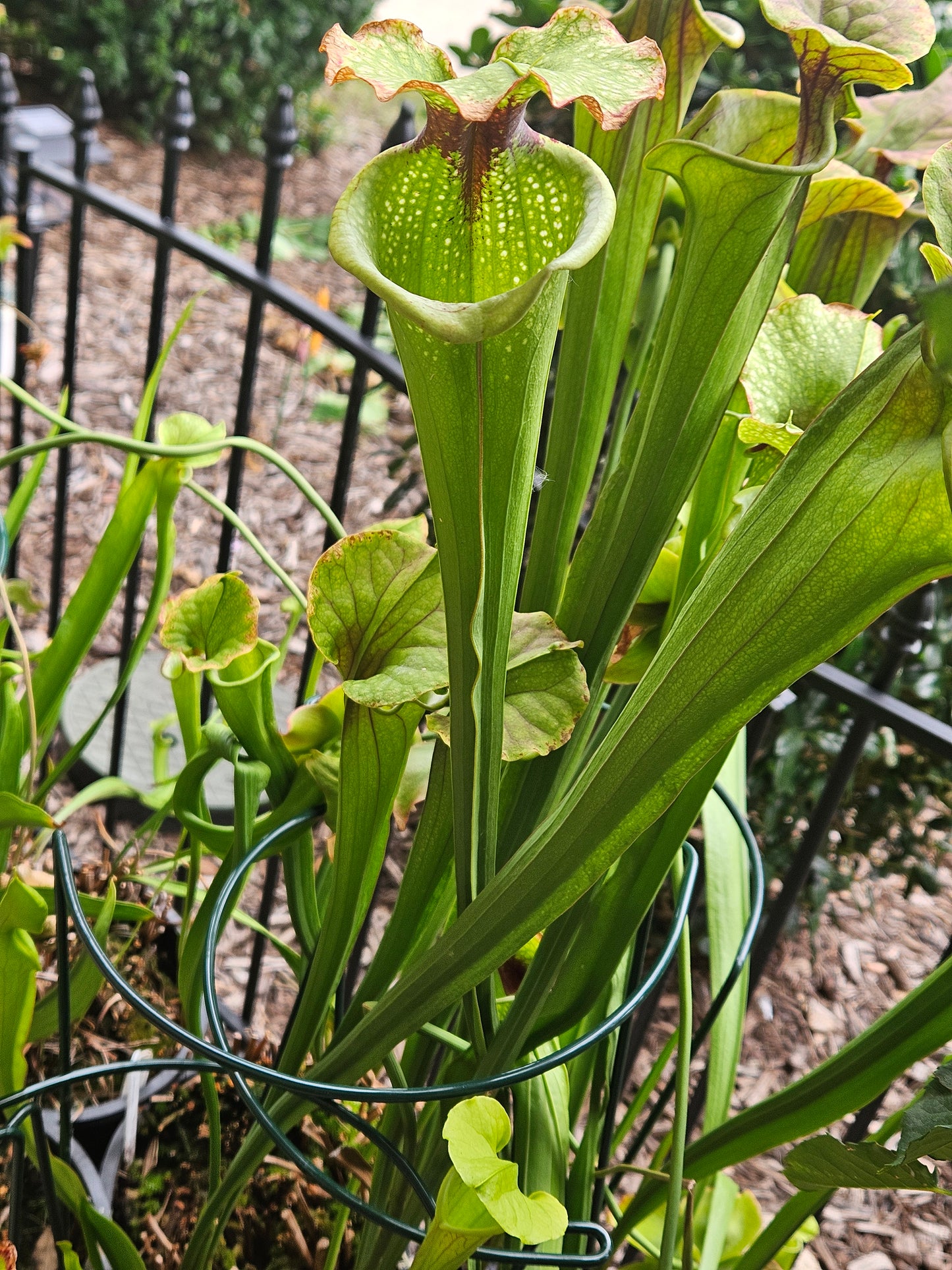 S. 'Leah Wilkerson'