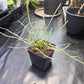 D. filiformis