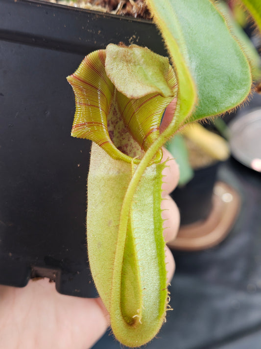 N. veitchii (B)