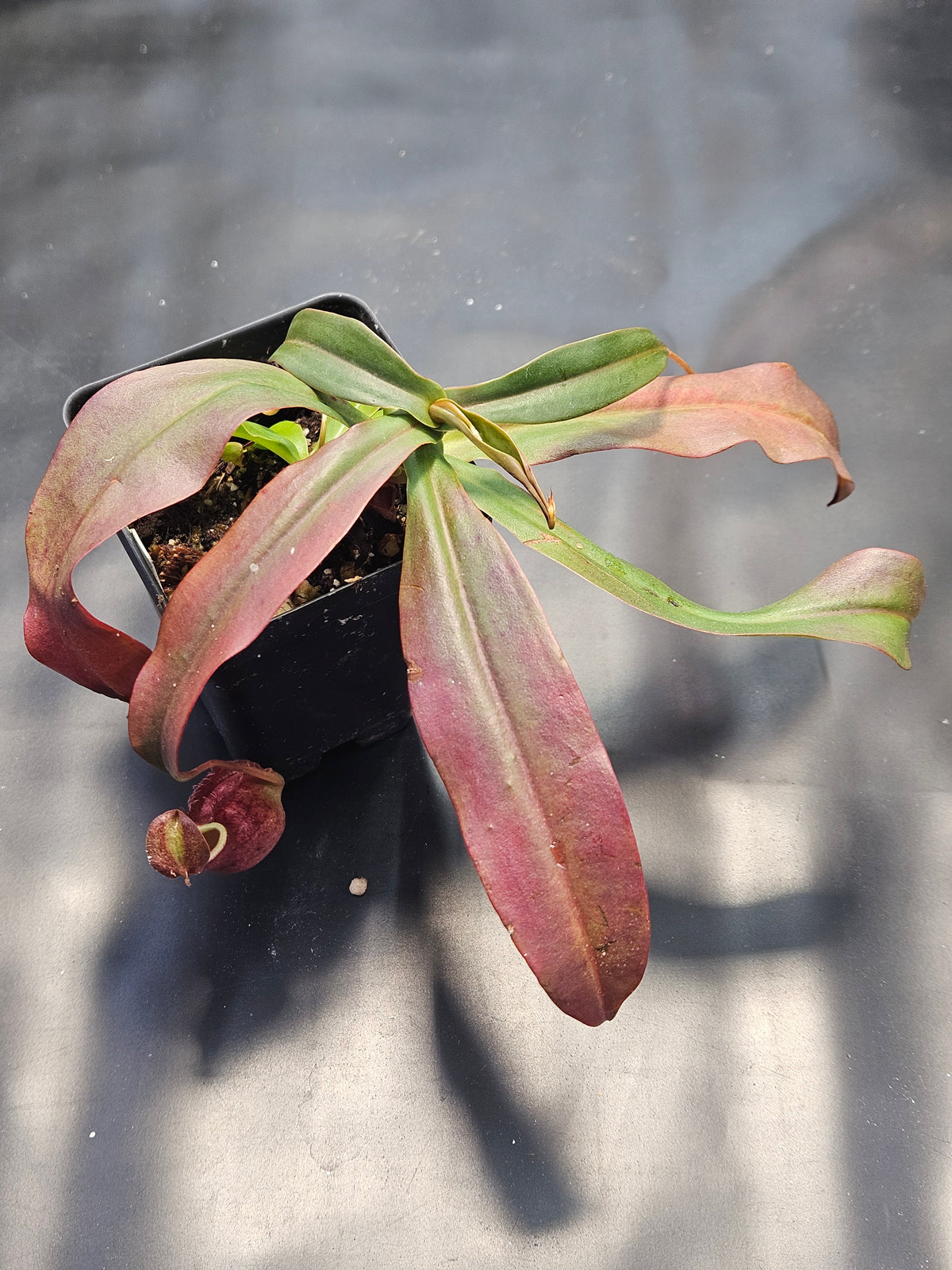 N. kampotiana