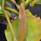 N. (truncata x campanulata) x veitchii "The Wave"