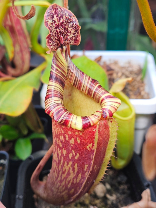 N. peltata x MSLRV