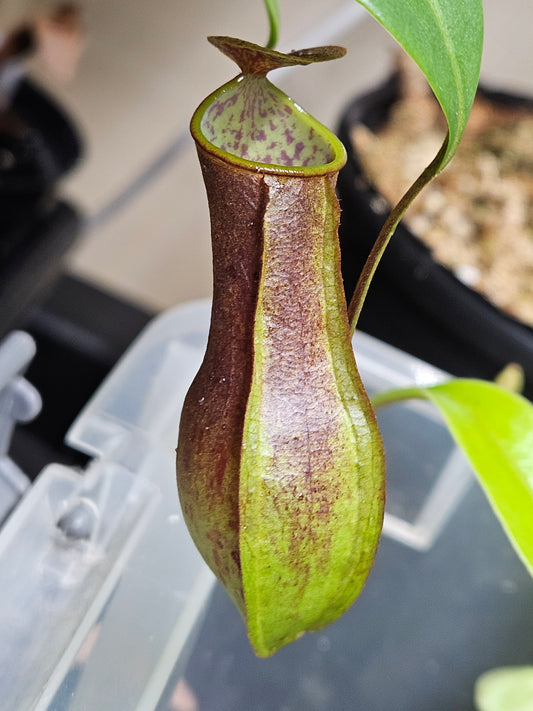 N. gracilis - black "Giant"