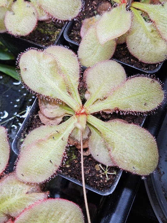 D. 'Andromeda'