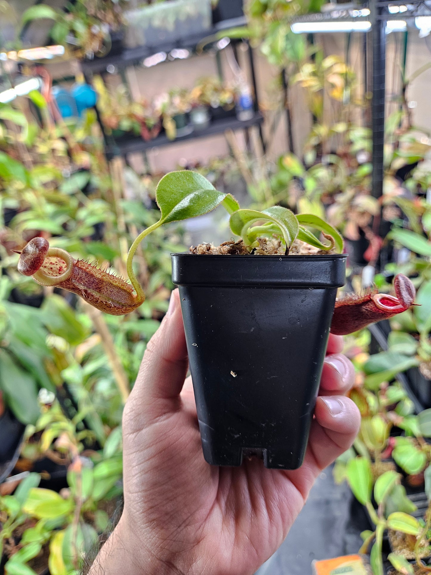 N. [(lowii x boschiana) x veitchii] x (spathulata x edwardsiana)