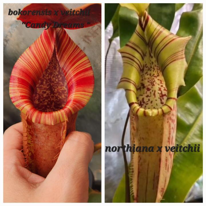 N. (bokorensis x veitchii CD) x (northiana x veitchii) - SEED POD