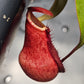 N. suratensis x northiana