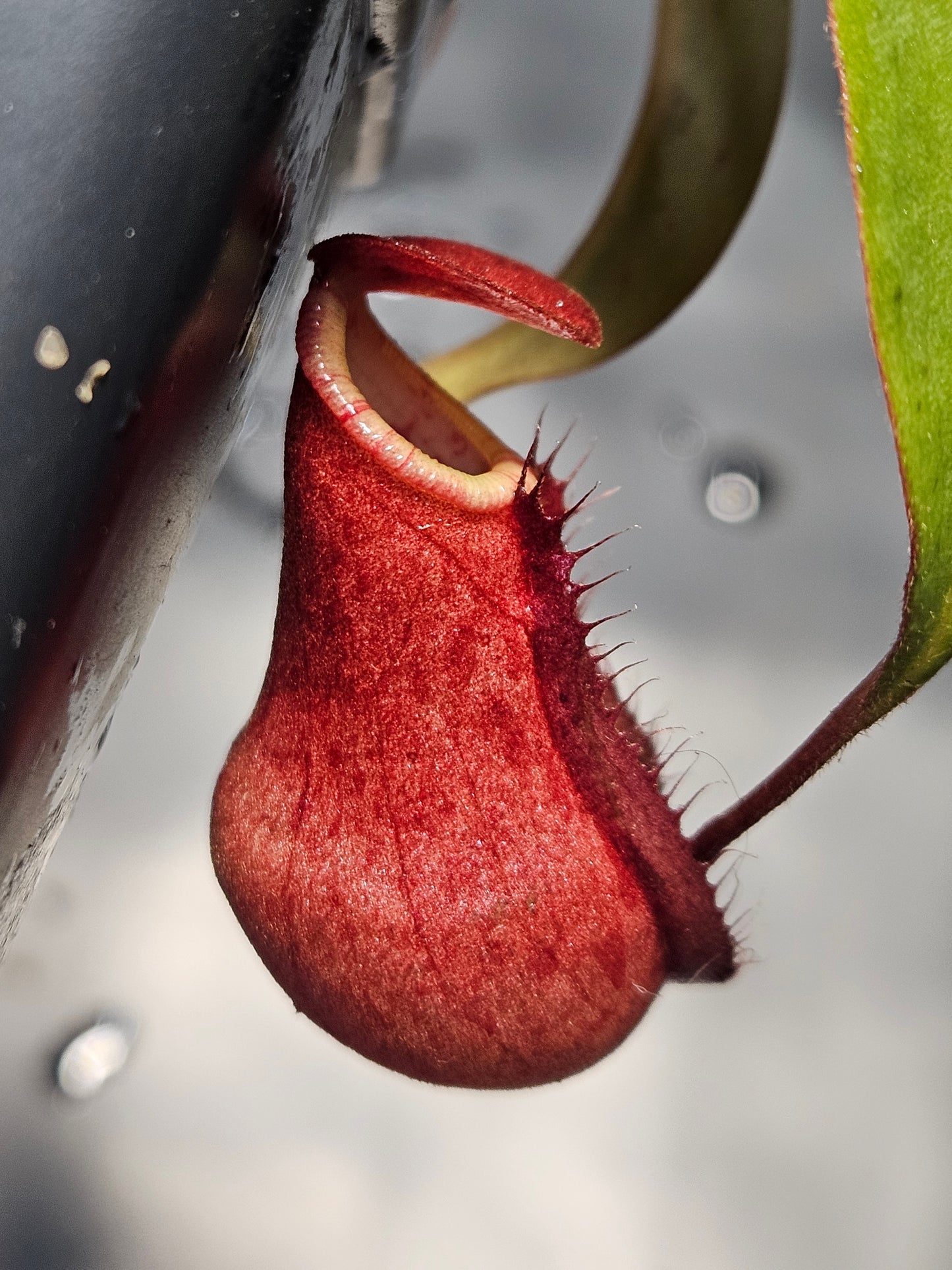 N. suratensis x northiana