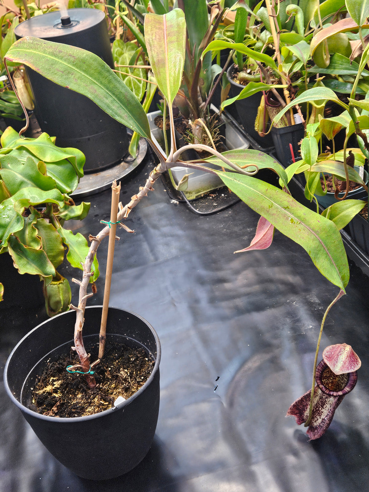 N. rafflesiana XXL **