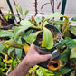 N. {[truncata x (northiana x veitchii)] x ephippiata} x truncata "C"
