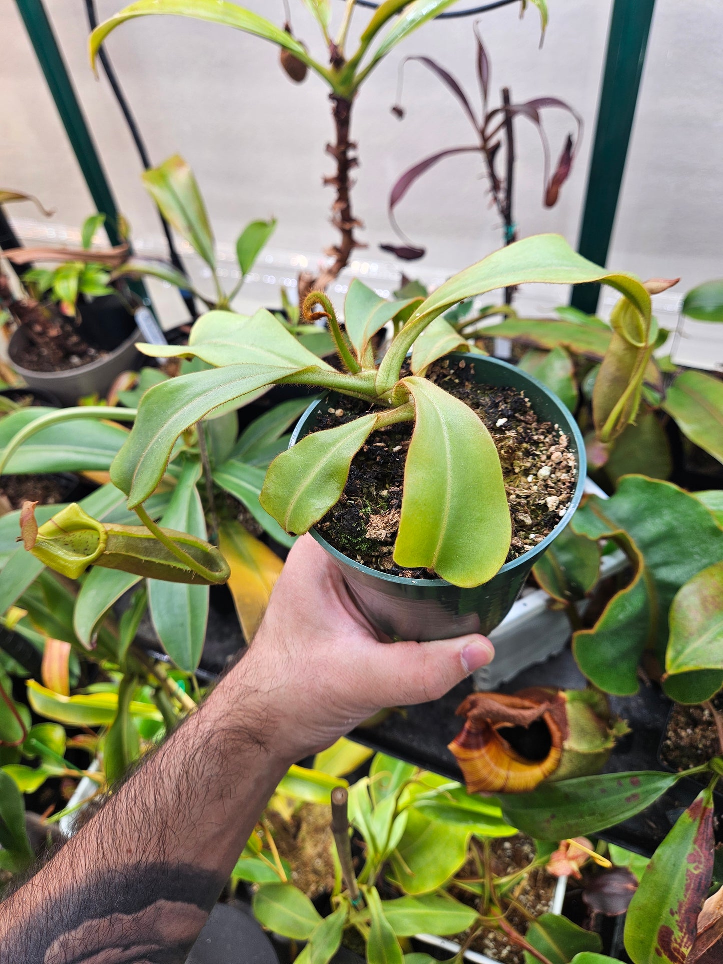 N. {[truncata x (northiana x veitchii)] x ephippiata} x truncata "C"
