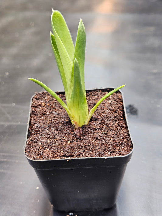 Brocchinia reducta