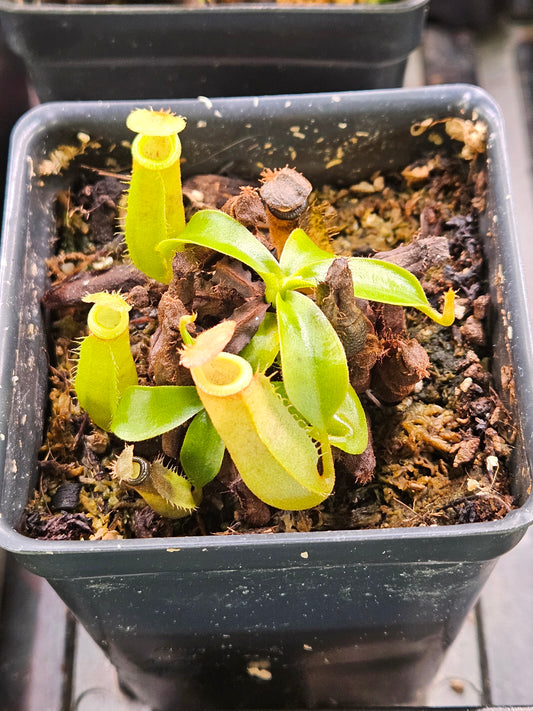 N. bicalcarata x (northiana x veitchii)