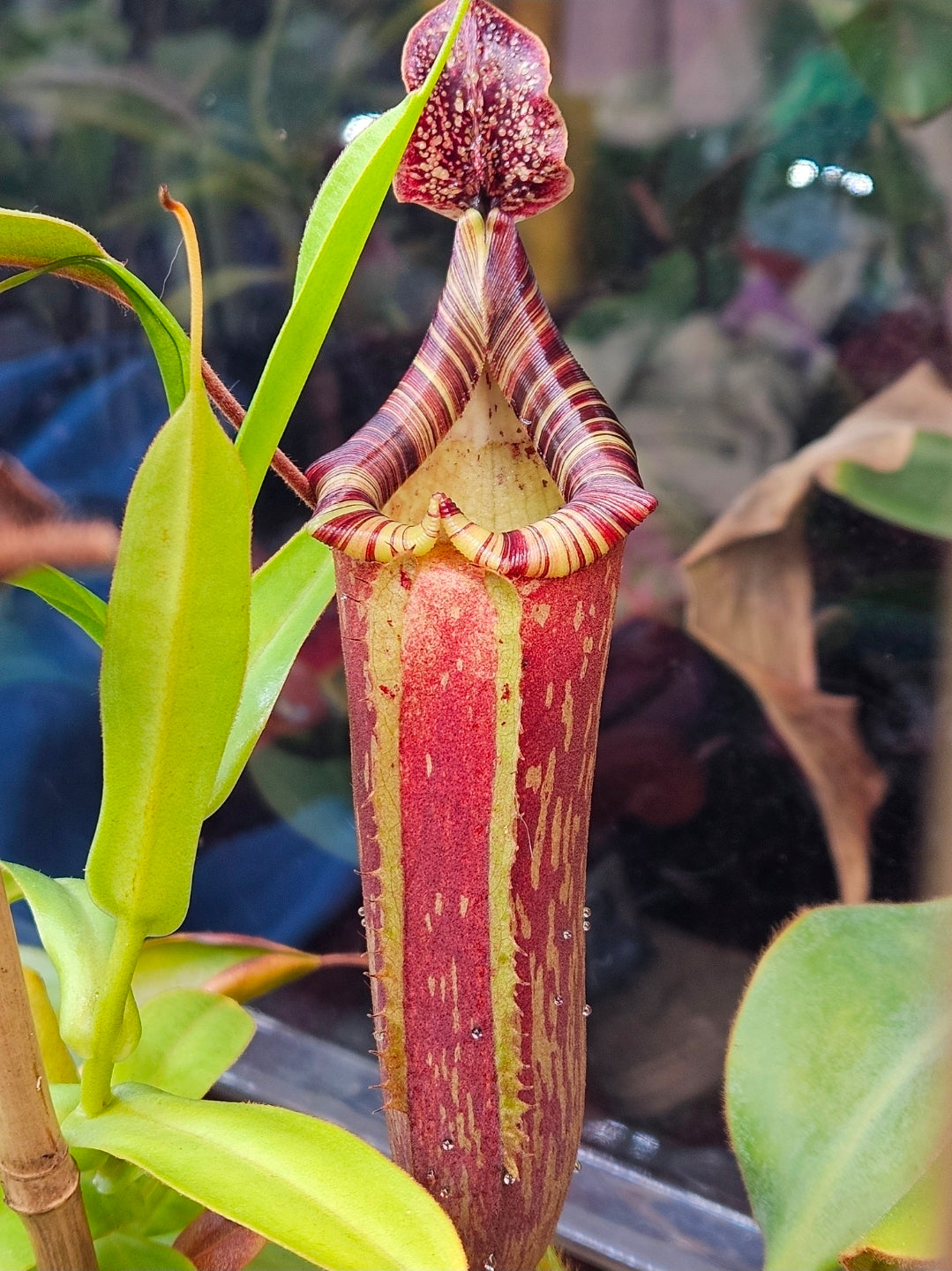 N. peltata x MSLRV