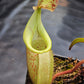 N. burbidgeae x veitchii