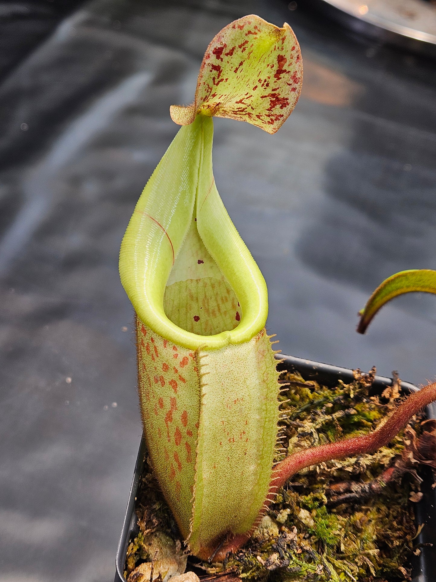 N. burbidgeae x veitchii