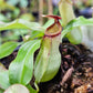 N. mirabilis Pink, China x bicalcarata