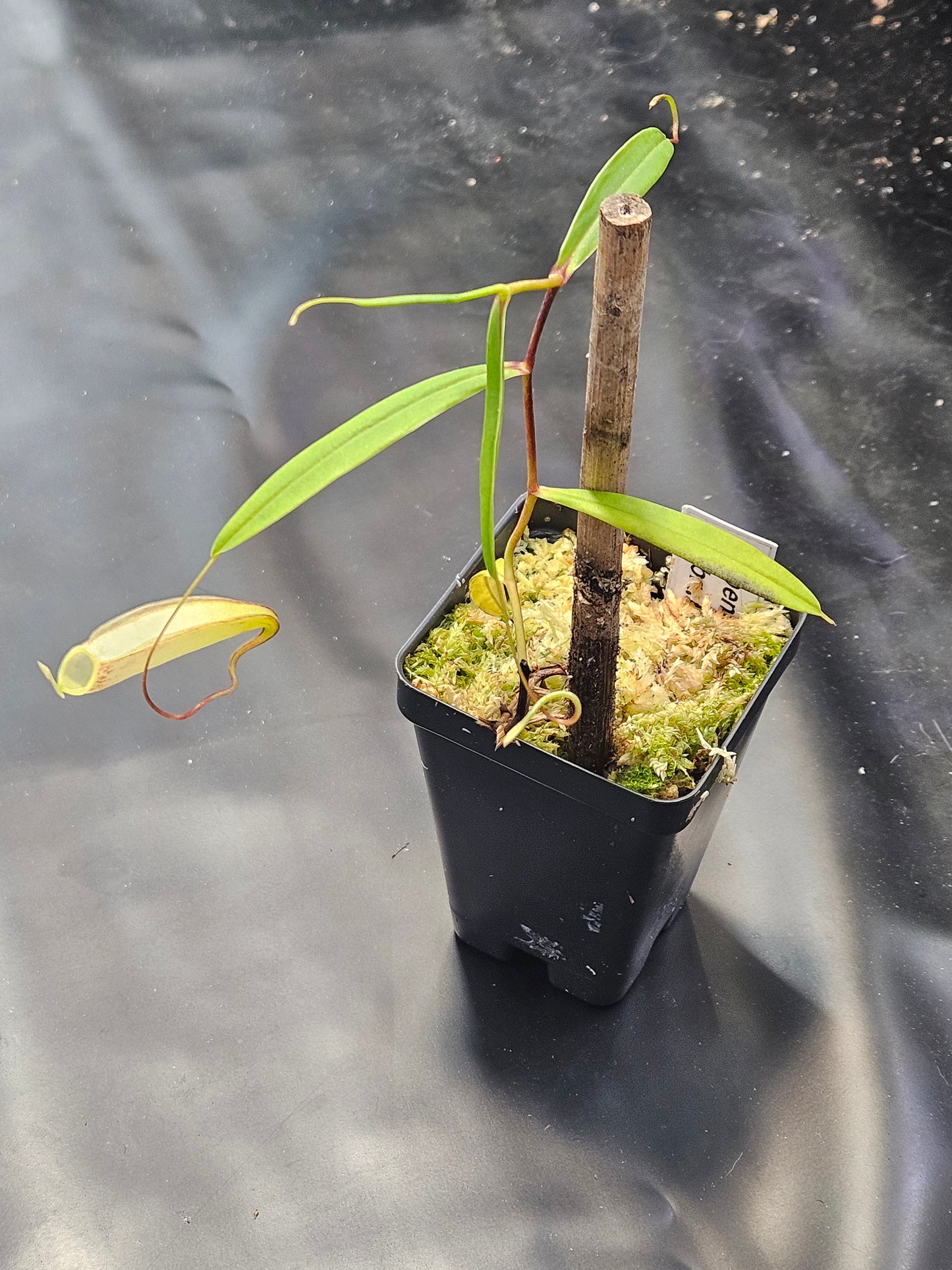 N. glabrata