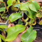 N. veitchii (m) x (m)