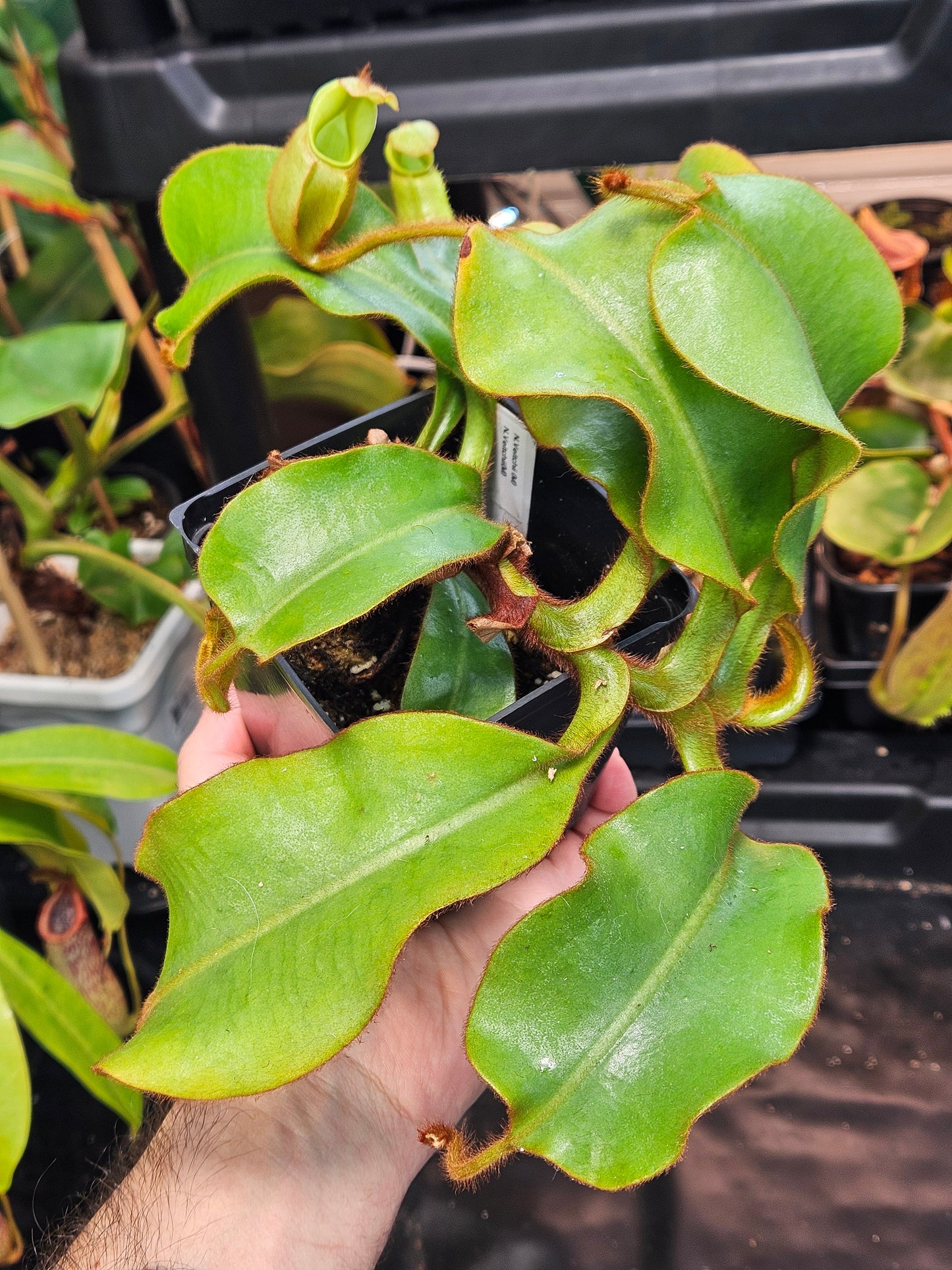 N. veitchii (m) x (m)