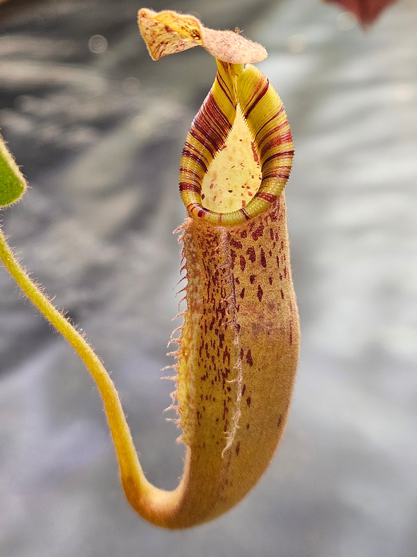 N. (veitchii x burbidgeae) x (LVB x VMV) #2 - Rooted Cutting