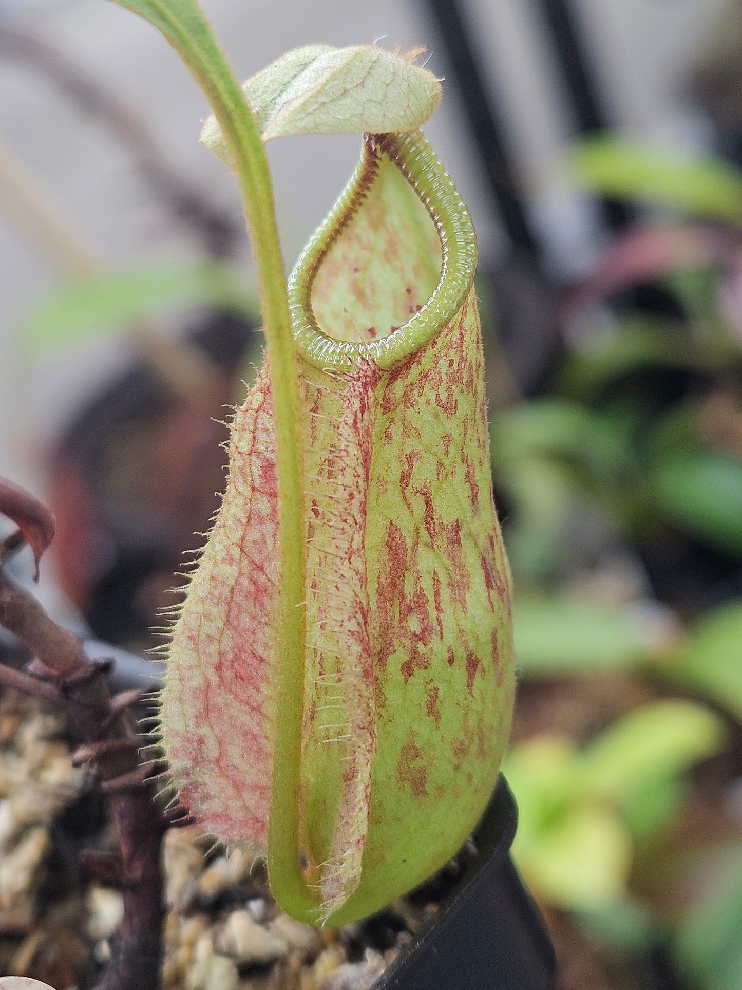 N. rafflesiana 'red' x (globosa x ampullaria 'Black Miracle'