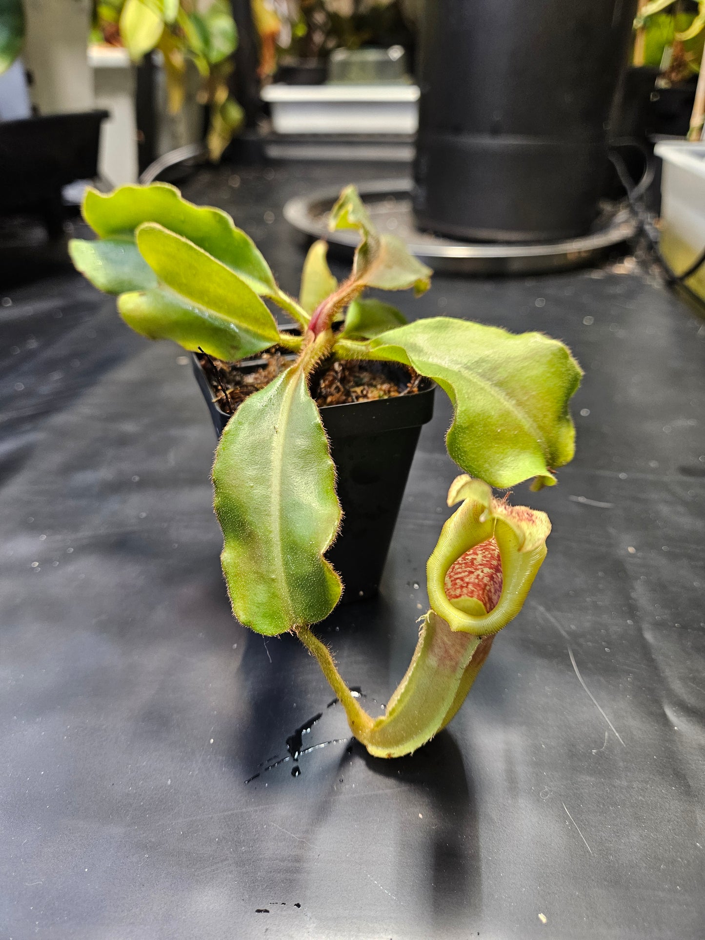 N. veitchii x maxima