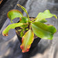 N. (truncata x campanulata) x veitchii "The Wave"