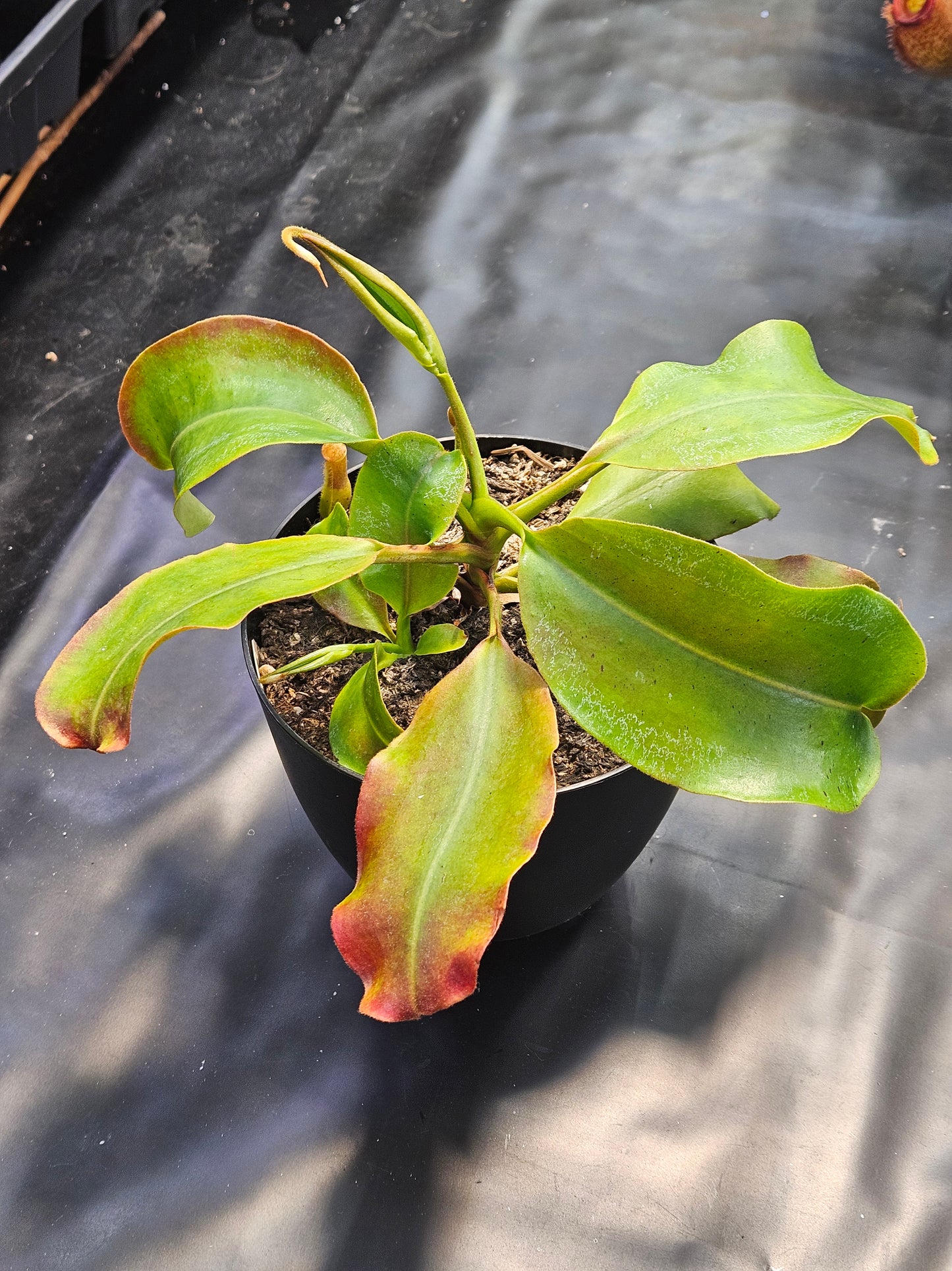 N. (truncata x campanulata) x veitchii "The Wave"