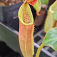 N. [(Rokko 'Exotica' x boschiana) x veitchii 'Hose Mountains'] x (veitchii 'Highland' x eymae EP)