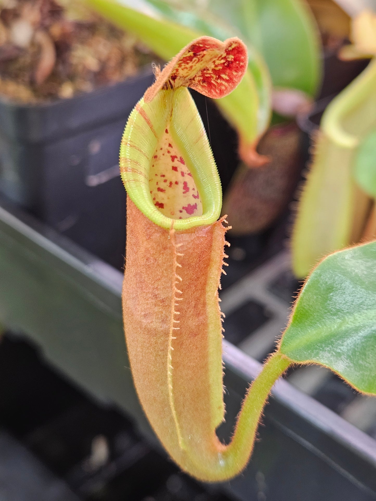 N. [(Rokko 'Exotica' x boschiana) x veitchii 'Hose Mountains'] x (veitchii 'Highland' x eymae EP)