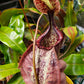 N. rafflesiana XXL