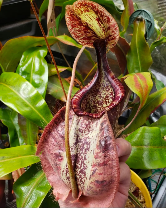 N. rafflesiana XXXL