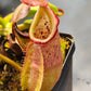 N. robcantleyi x veitchii