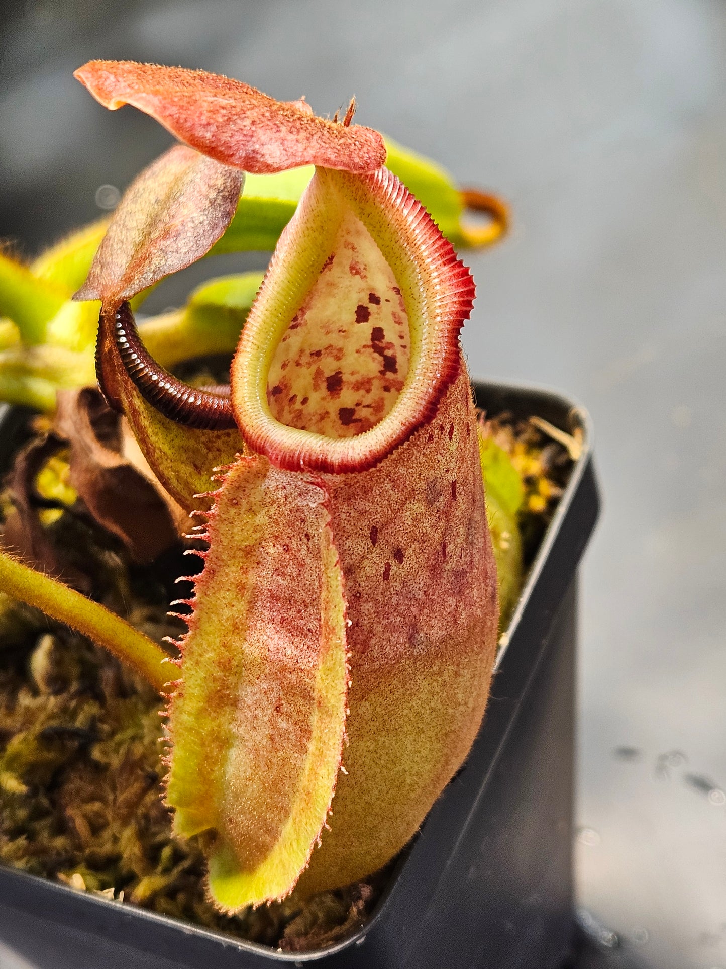 N. robcantleyi x veitchii