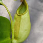 N. bicalcarata x [(ventricosa x sibuyanensis) x truncata]