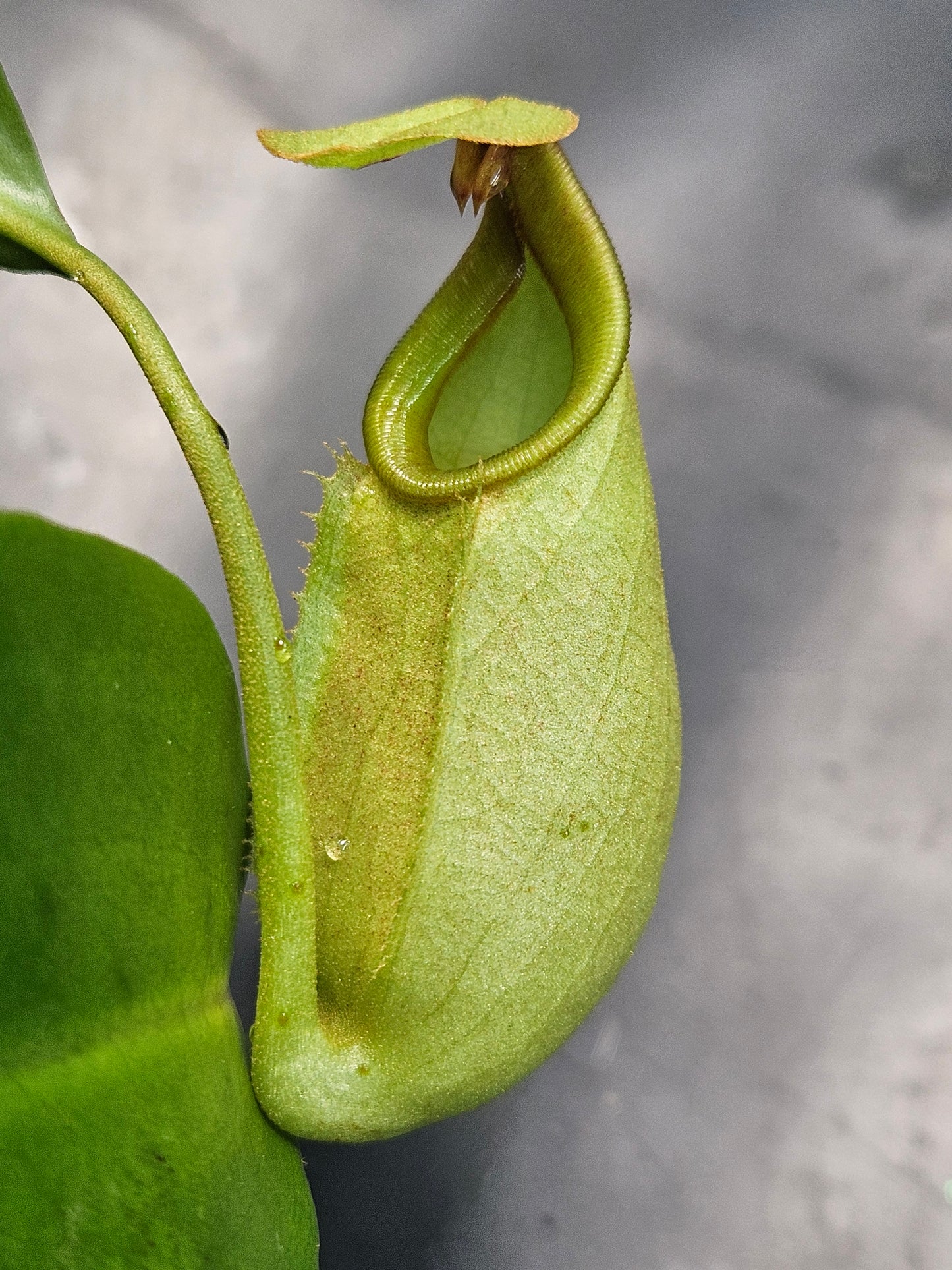N. bicalcarata x [(ventricosa x sibuyanensis) x truncata]