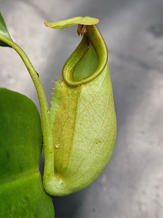 N. bicalcarata x [(ventricosa x sibuyanensis) x truncata]