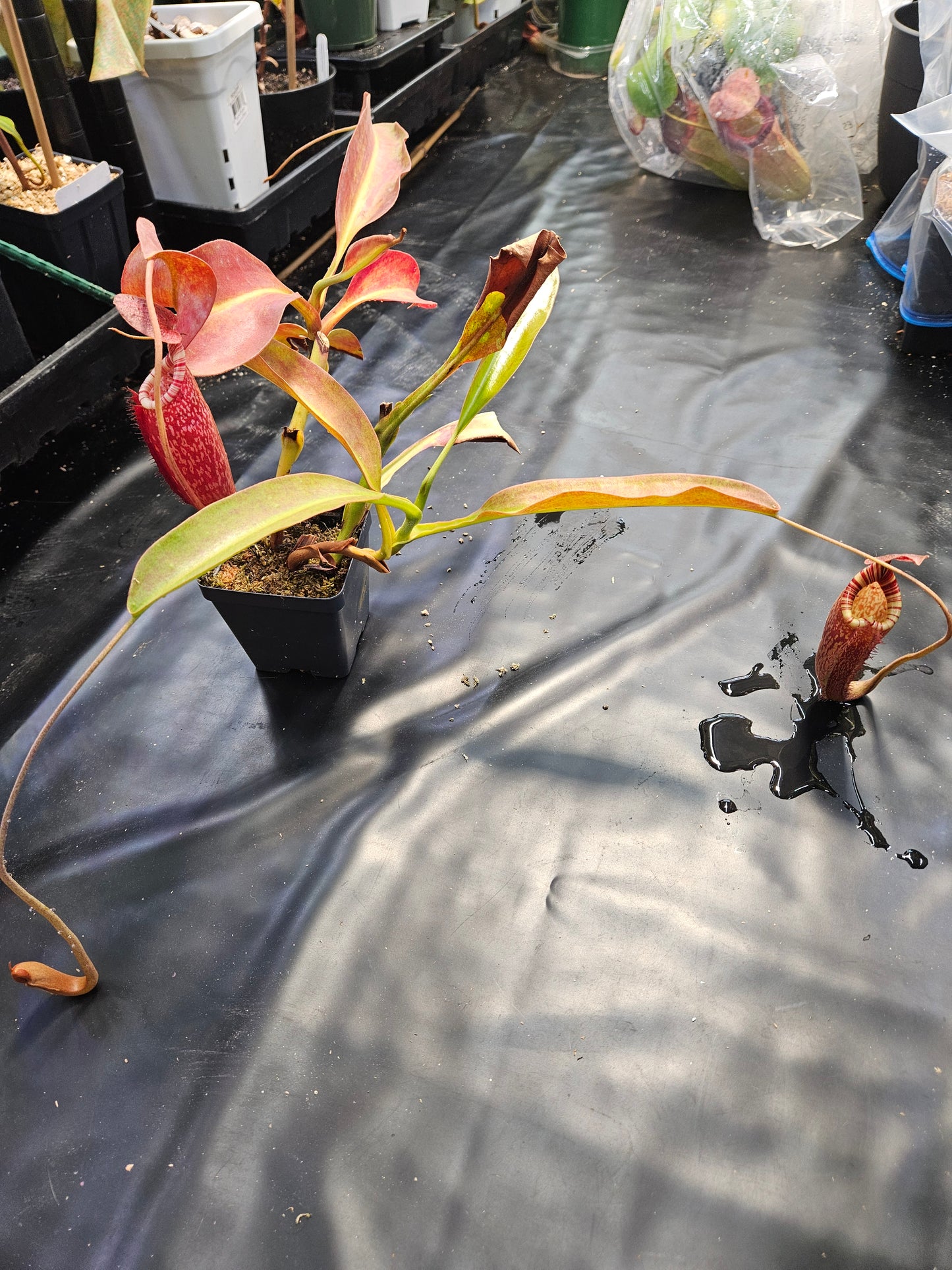 N. peltata x MSLRV #1 - Rooted Cutting