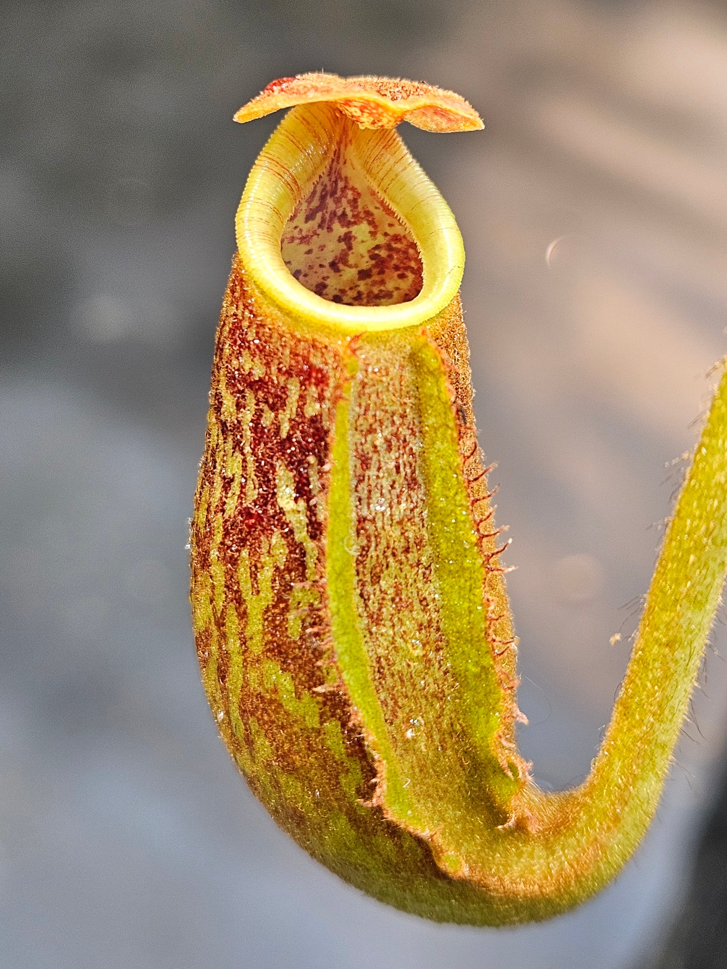 N. LBV x (lowii x Gothica WP)