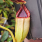 N. (lowii x Tiveyi) x [(lowii x veitchii) x burbidgeae] #1