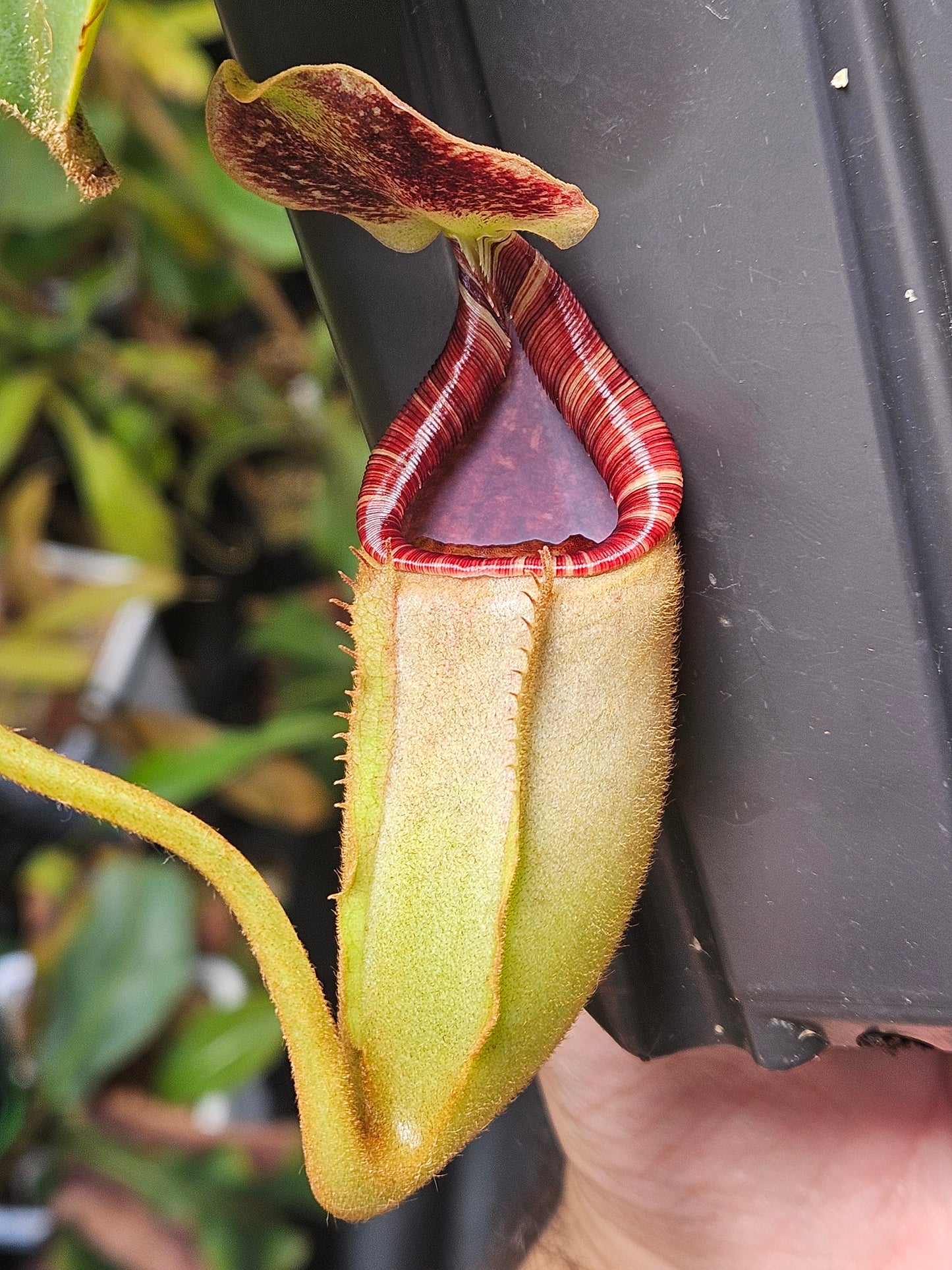 N. (lowii x Tiveyi) x [(lowii x veitchii) x burbidgeae] #1