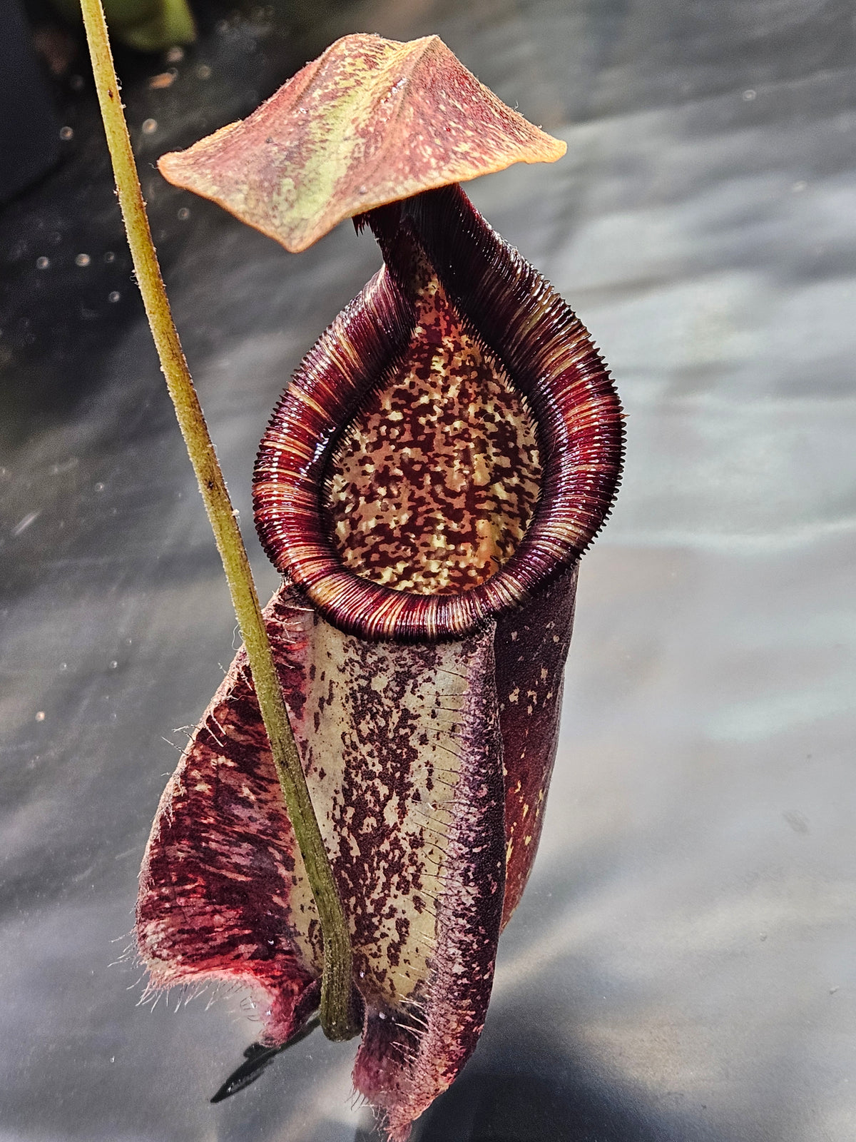 N. rafflesiana XXL **