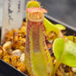 N. truncata (Giant x C) #2