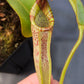 N. veitchii - Bario x vogelii